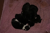 Nestje Kittens_007
